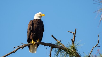 A majestic bald eagle perched on a tree branch, showcasing its iconic white head and tail feathers against a clear blue sky, symbolizing strength and freedom in its natural habitat.