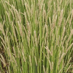 Fototapeta premium green wheat field