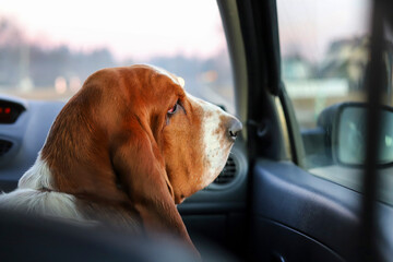 Beautiful basset hound looking nostalgically out the car window while traveling.