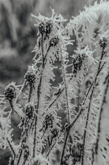 Landscapes - Forest - Europe, Romania, Suceava region  