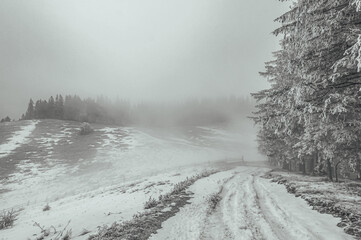 Landscapes - Forest - Europe, Romania, Suceava region  
