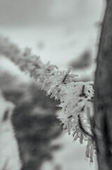 Obraz premium Landscapes - Forest - Europe, Romania, Suceava region 