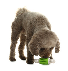 Cute dog playing with toy on white background. Adorable pet