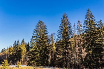 Landscapes - Forest - Europe, Romania, Suceava region  