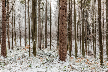 Landscapes - Forest - Europe, Romania, Suceava region  