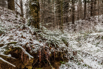 Landscapes - Forest - Europe, Romania, Suceava region  