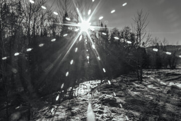 Landscapes - Forest - Europe, Romania, Suceava region  