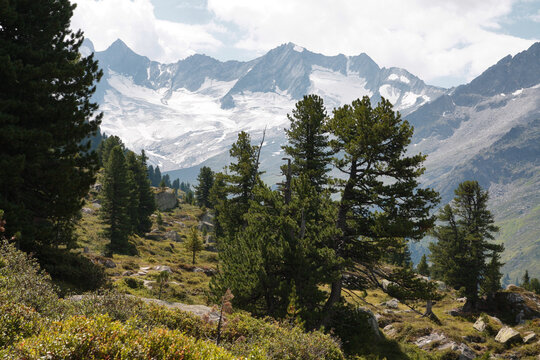alte Zirben-B&auml;ume vor den schneebedeckten Gipfeln der Hohentauern, &Ouml;sterreich 