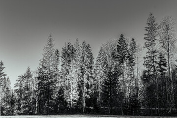 Landscapes - Forest - Europe, Romania, Suceava region  