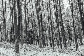 Fototapeta premium Landscapes - Forest - Europe, Romania, Suceava region 