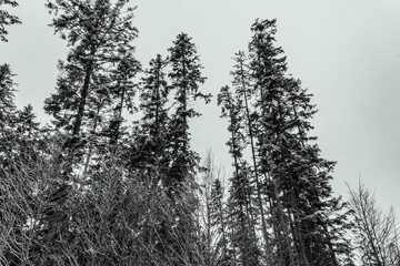 Landscapes - Forest - Europe, Romania, Suceava region  