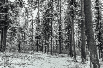 Fototapeta premium Landscapes - Forest - Europe, Romania, Suceava region 