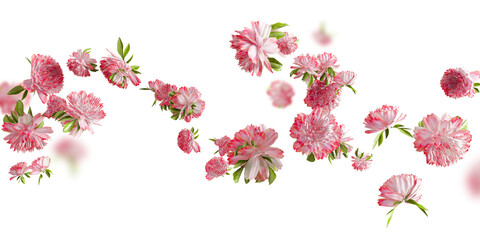pink carnation flower floating isolated on transparent