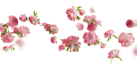 pink carnation flower floating isolated on transparent