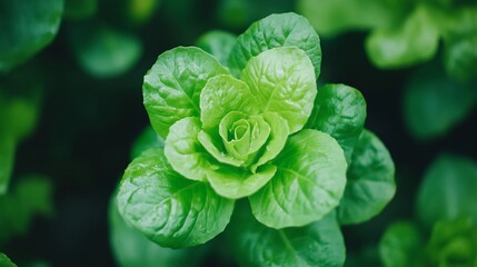 Obraz premium Vibrant Close-Up Photo: Lush Green Lettuce Thriving in a Garden. AI Generated