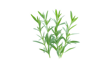Fototapeta premium Cluster of Fresh Tarragon Sprigs Isolated On A White Background, PNG Transparent