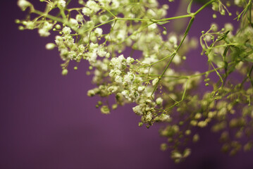 A branch of small white flowers on a purple background