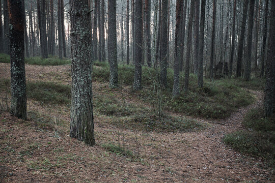 Misty wild forest trail in early autumn