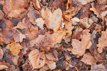 Various fall leaves texture