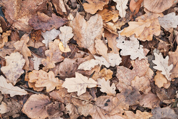 Various fall leaves texture