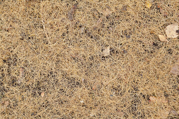 Pine needles on a ground natural composition