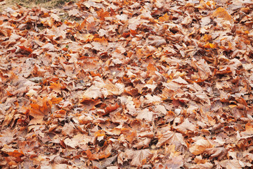 Brown fall leaves on a ground 