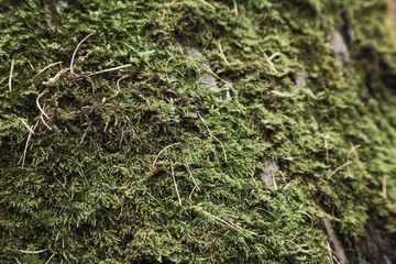 Autumnal green tree moss macro detail shot