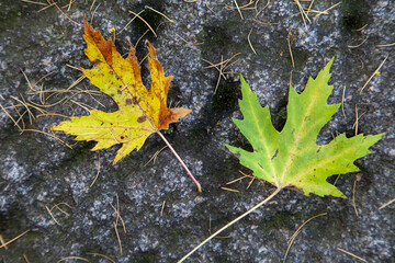Green and yellow maple leafs laying on a dark rock in autumn weather