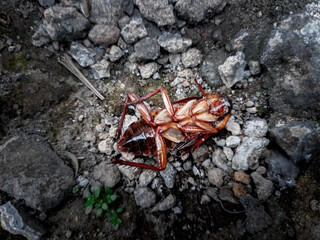 Dead cockroach on the floor