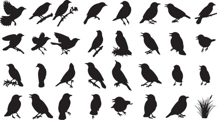 Tailorbird Silhouette Collection