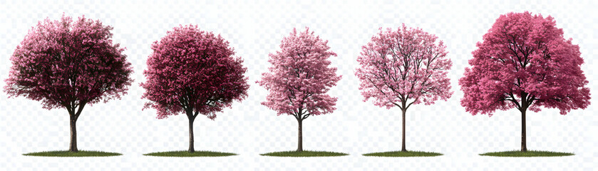 Obraz premium Pink Blossom Trees, Five Springtime Trees Isolated on White Background for Design Elements