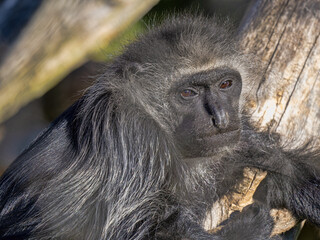 Portrait of a clouded Tanzanian Black-and-White Colobus, Colobus angolensis palliatus