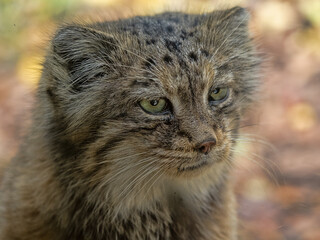 A female Pallas' cat, Otocolobus manul, observes the surroundings