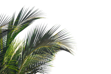 palm tree isolated on white