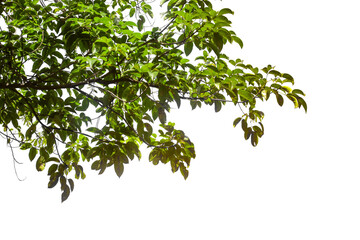 green leaves isolated on white