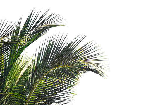 palm tree isolated on white