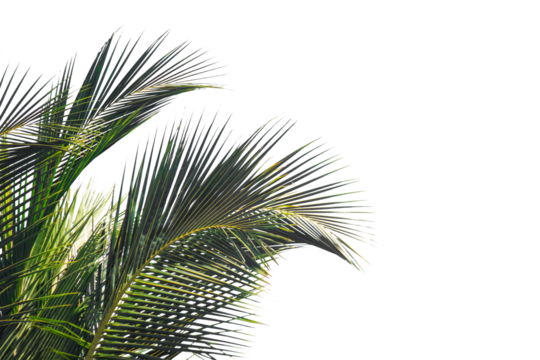 palm tree isolated on white