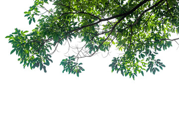 Close up green leaves isolated on white