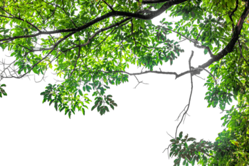 Close up green leaves isolated on white