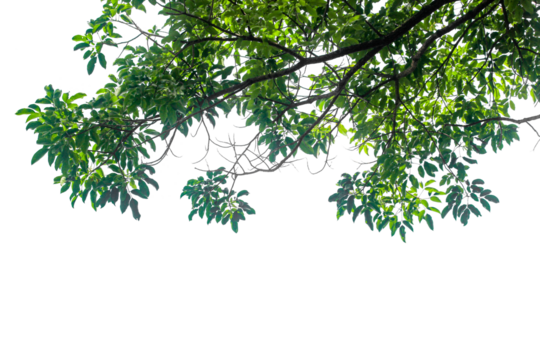 Close up green leaves isolated on white