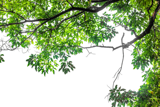 Close up green leaves isolated on white