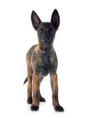 malinois in studio