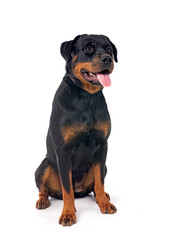 Obraz premium rottweiler in studio
