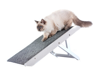 access ramp for dog or cat