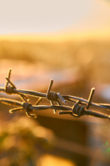 barbwire in winter