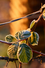 leaves covered with frost in winter