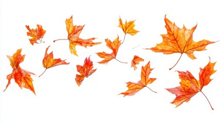 Autumn maple leaves caught in a gentle breeze,