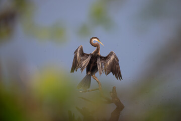 The beautiful , majestic oriental darter perched on a weathered branch against a soft, hazy blue  sky. The background is a muted blend of blues and yellows, creating a sense of depth and atmosphere.