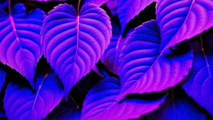 several purple leaves close up