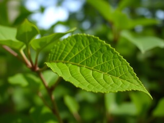 Fototapeta na wymiar close up of green leaf